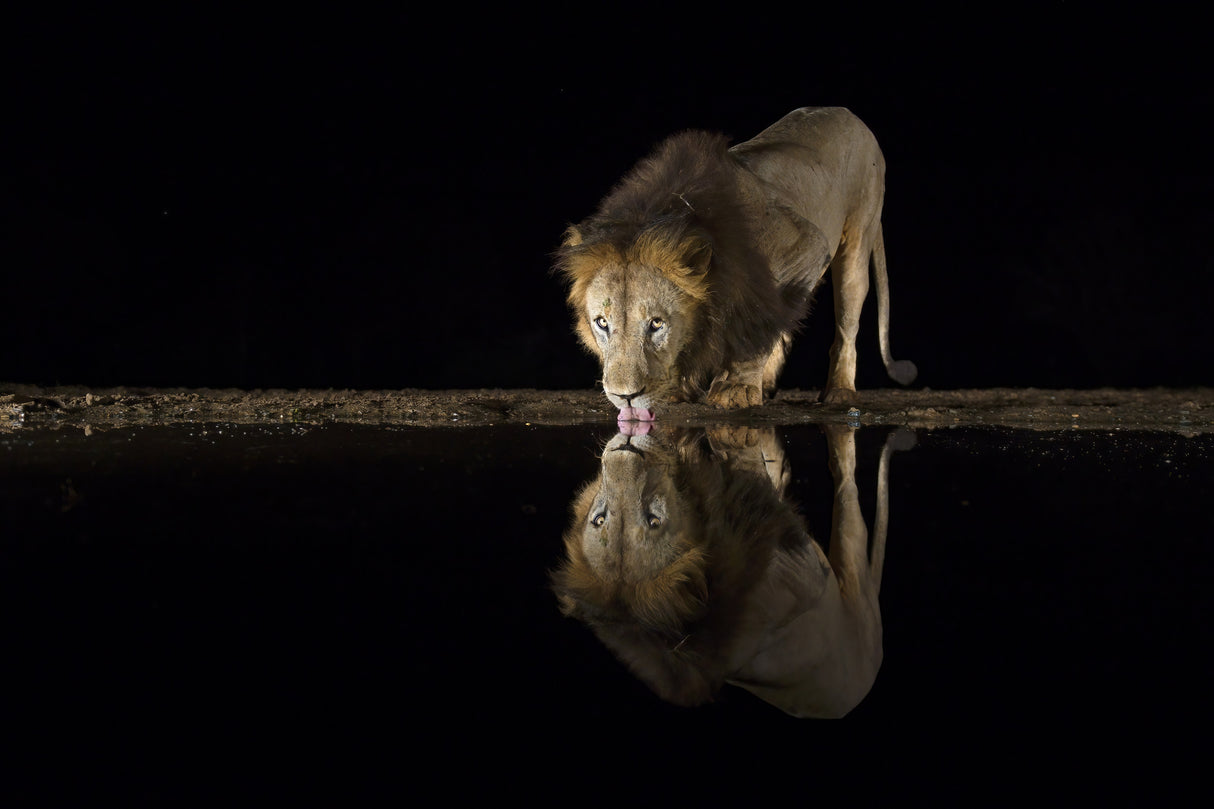 The king is thirsty Poster och Canvastavla