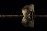 The king is thirsty Poster och Canvastavla