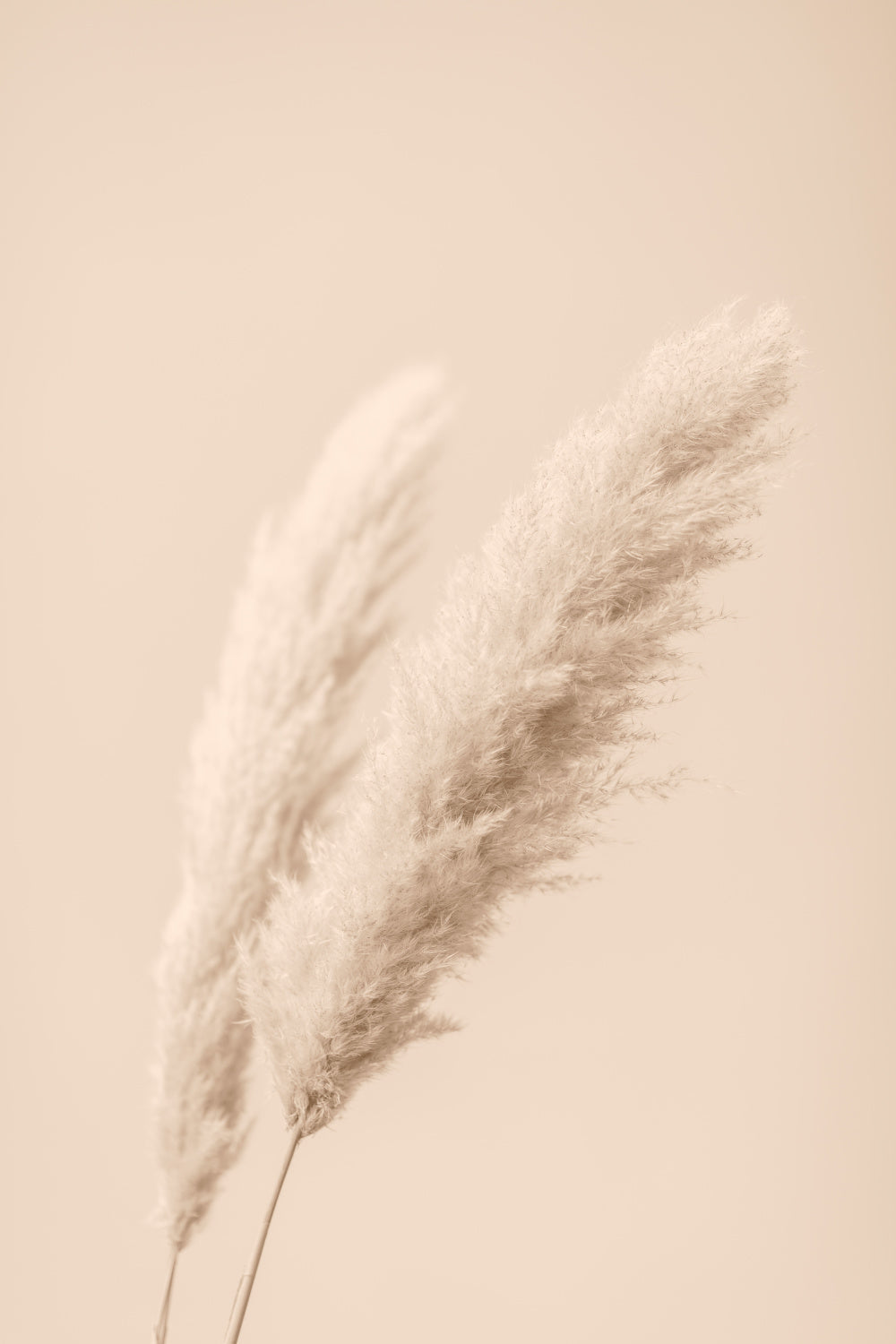 Pampas Grass Begie 15 Poster och Canvastavla
