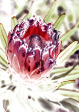 Wild Protea Poster och Canvastavla