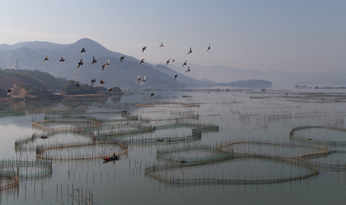 An aquaculture farm at Fuding Poster och Canvastavla