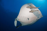Manta Ray and Remoras Poster och Canvastavla
