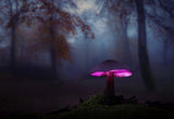 The mushrooms of the forest 06 Poster och Canvastavla
