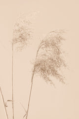 Reed Grass Begie 01 Poster och Canvastavla