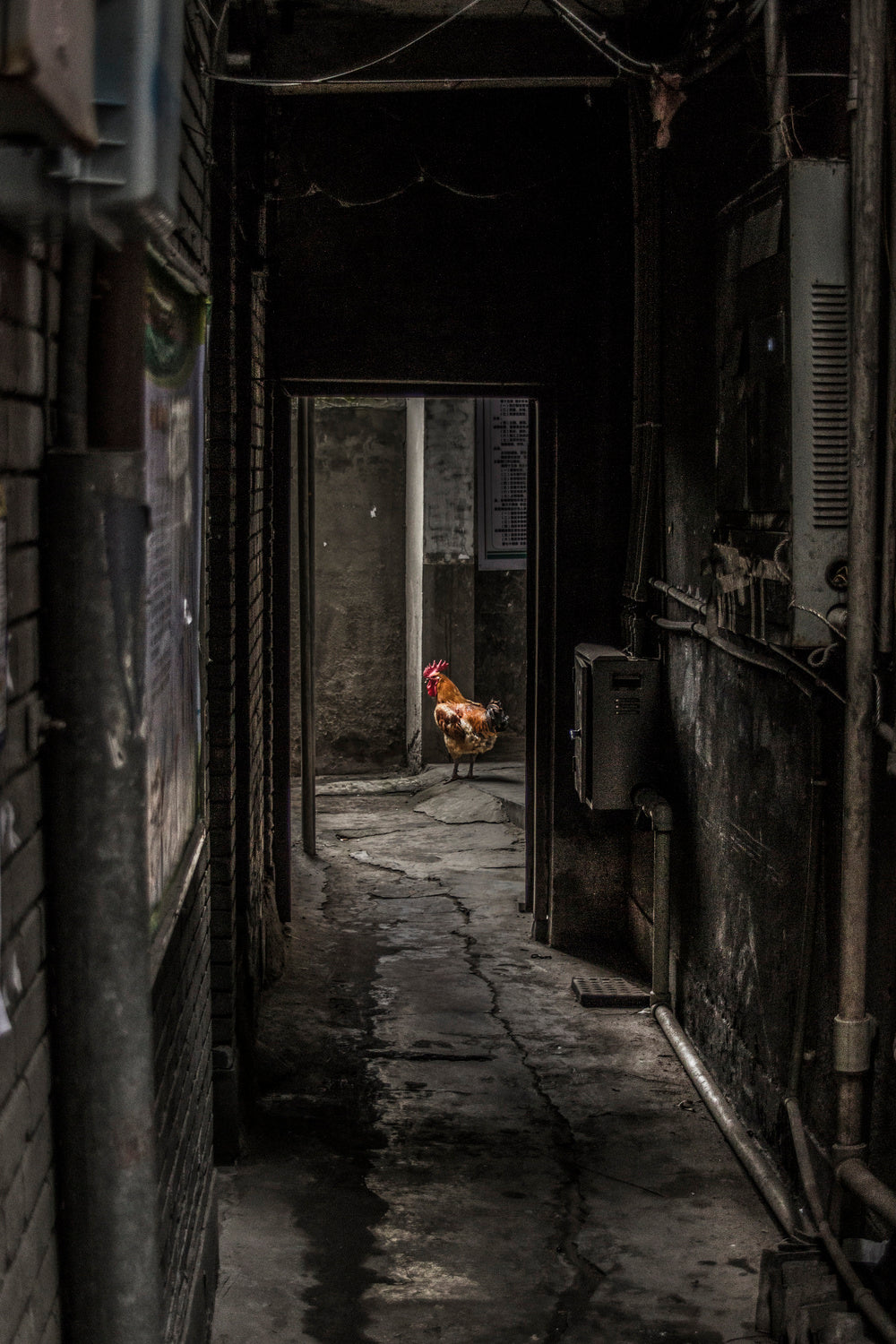 Rooster Poster och Canvastavla