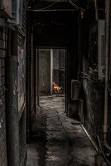 Rooster Poster och Canvastavla