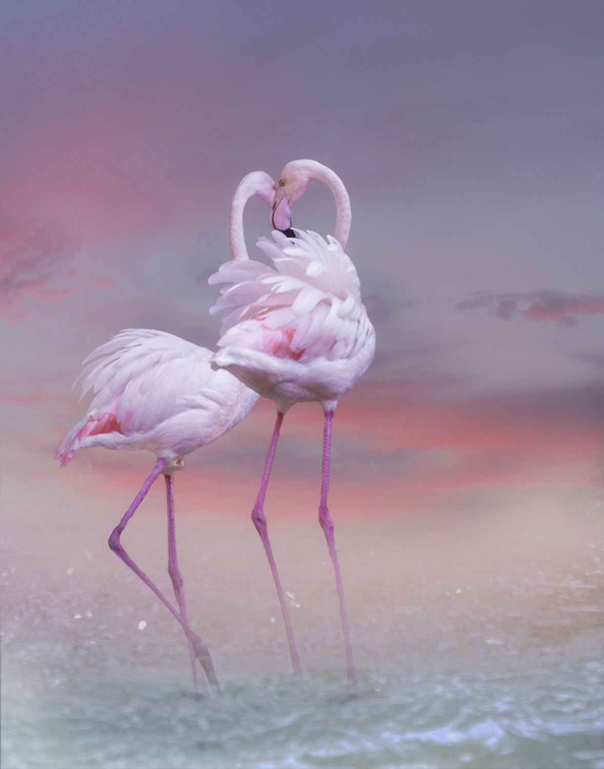 Flamingo Ballet Poster och Canvastavla