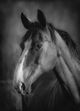 Horse portrait Poster och Canvastavla