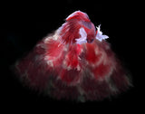 Red and white bettafish Poster och Canvastavla