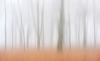 Misty Autumnimpression Poster och Canvastavla