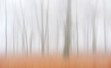 Misty Autumnimpression Poster och Canvastavla