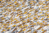 Parade Pelican Poster och Canvastavla