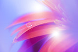 Flowers bloom Poster och Canvastavla