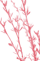 Pink dainty branch Poster och Canvastavla