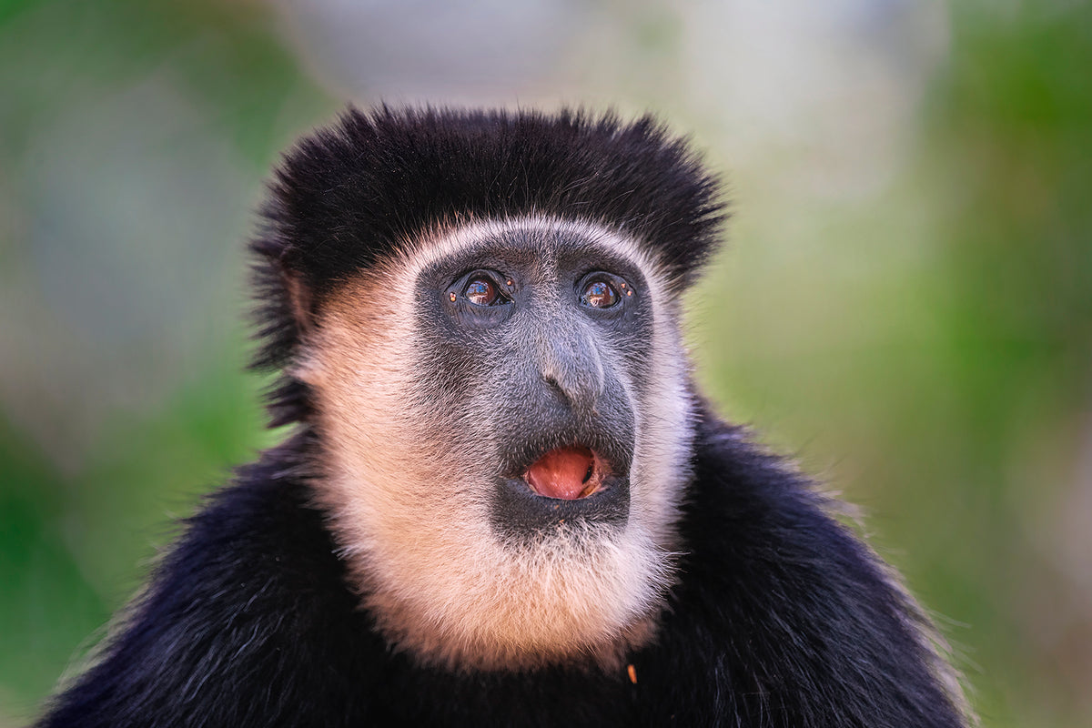 Colobus Guereza Poster och Canvastavla