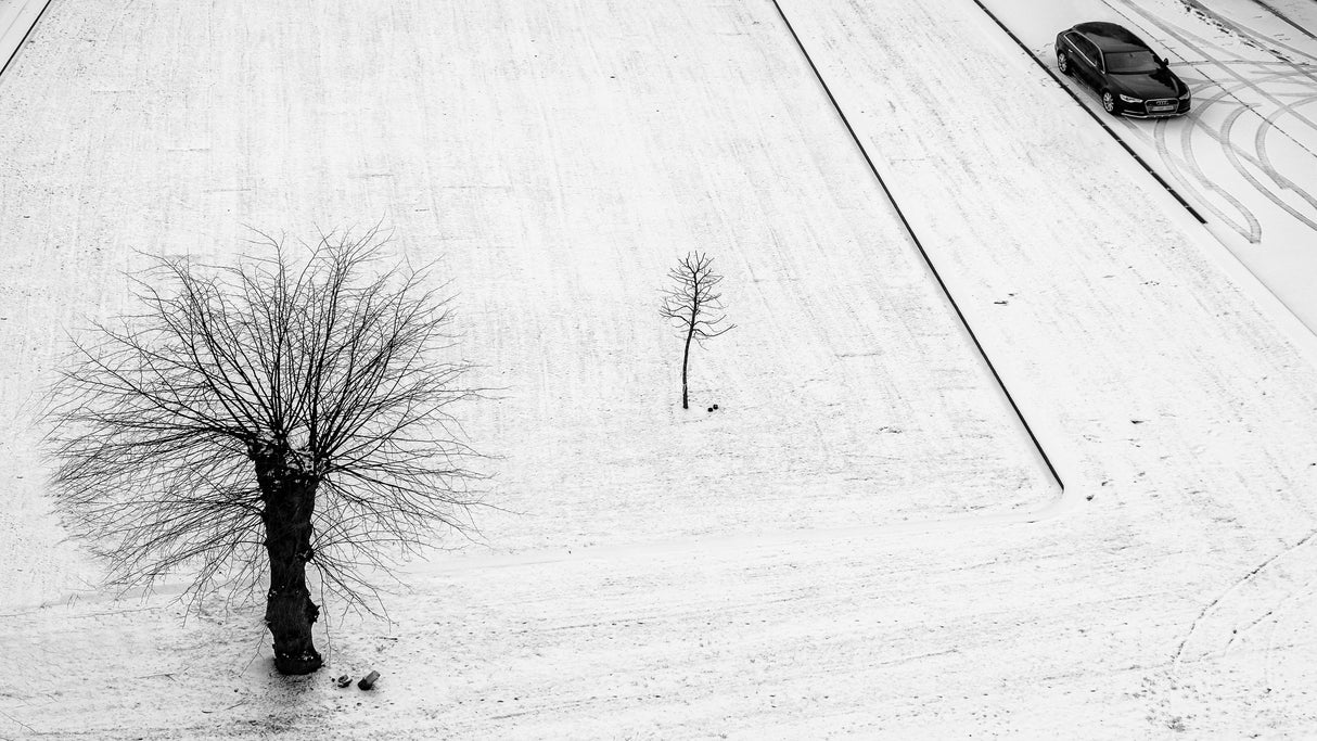 two trees for one car Poster och Canvastavla