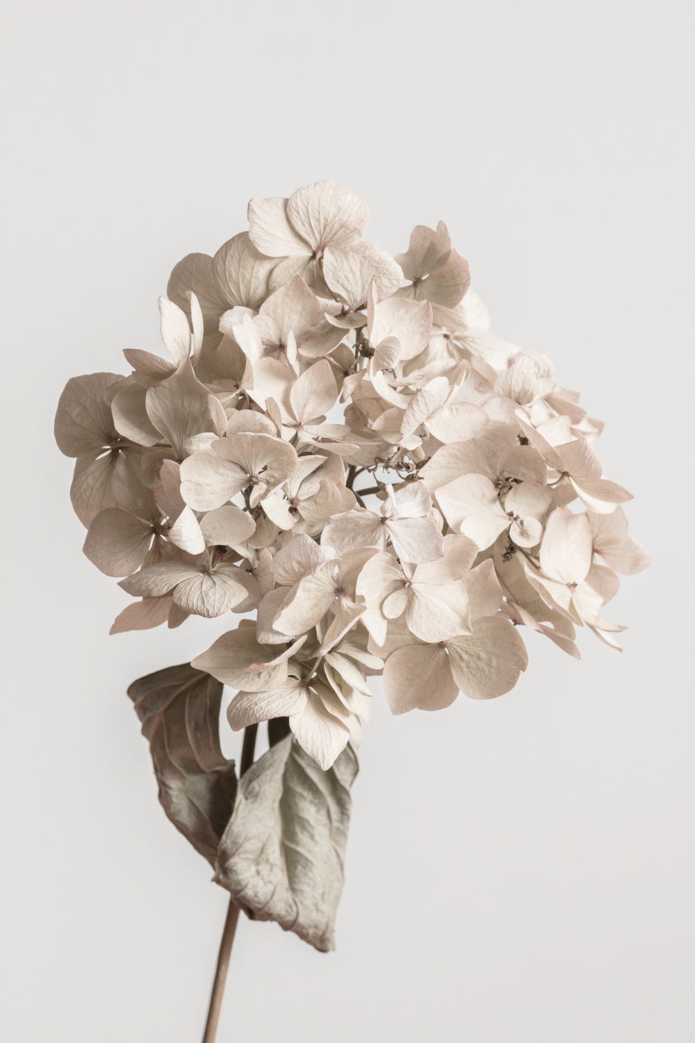 Beige dried flower Poster och Canvastavla