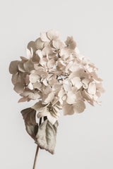 Beige dried flower Poster och Canvastavla