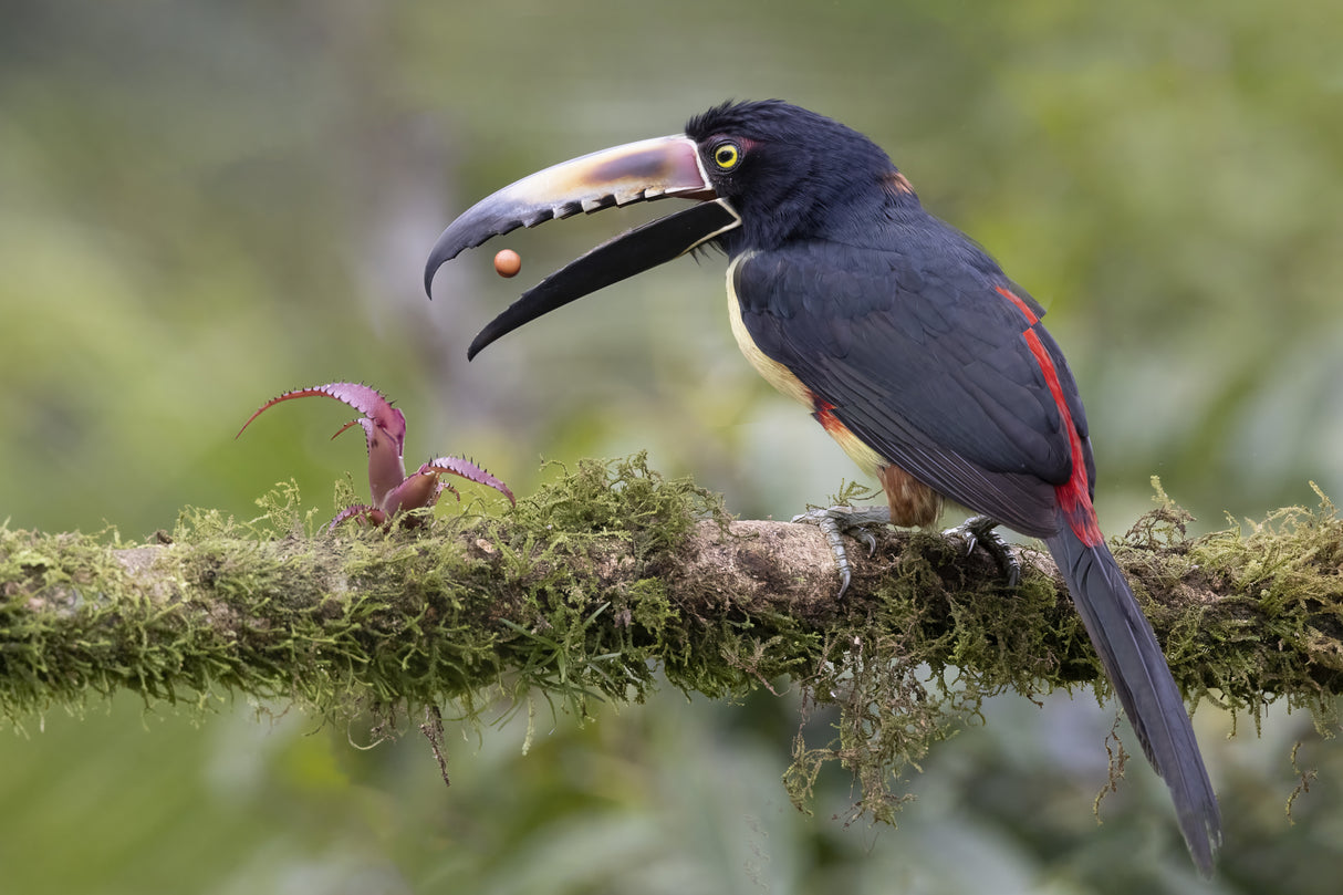 Collard Aracari Toucan with a Berry Poster och Canvastavla