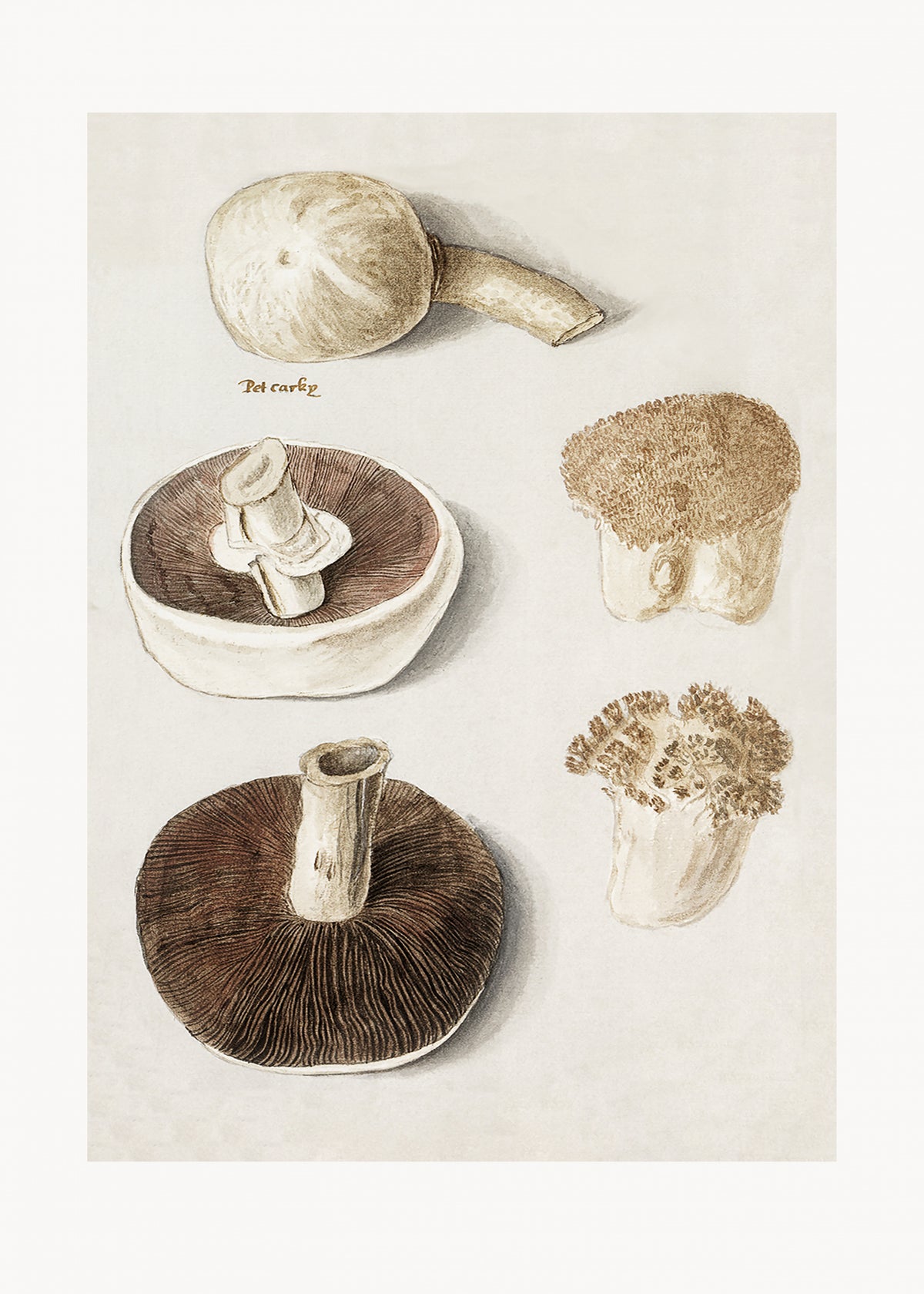 Common Meadow Mushroom, Agaricus Campestris Standing Poster och Canvastavla