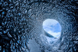 The Ice Cave Poster och Canvastavla