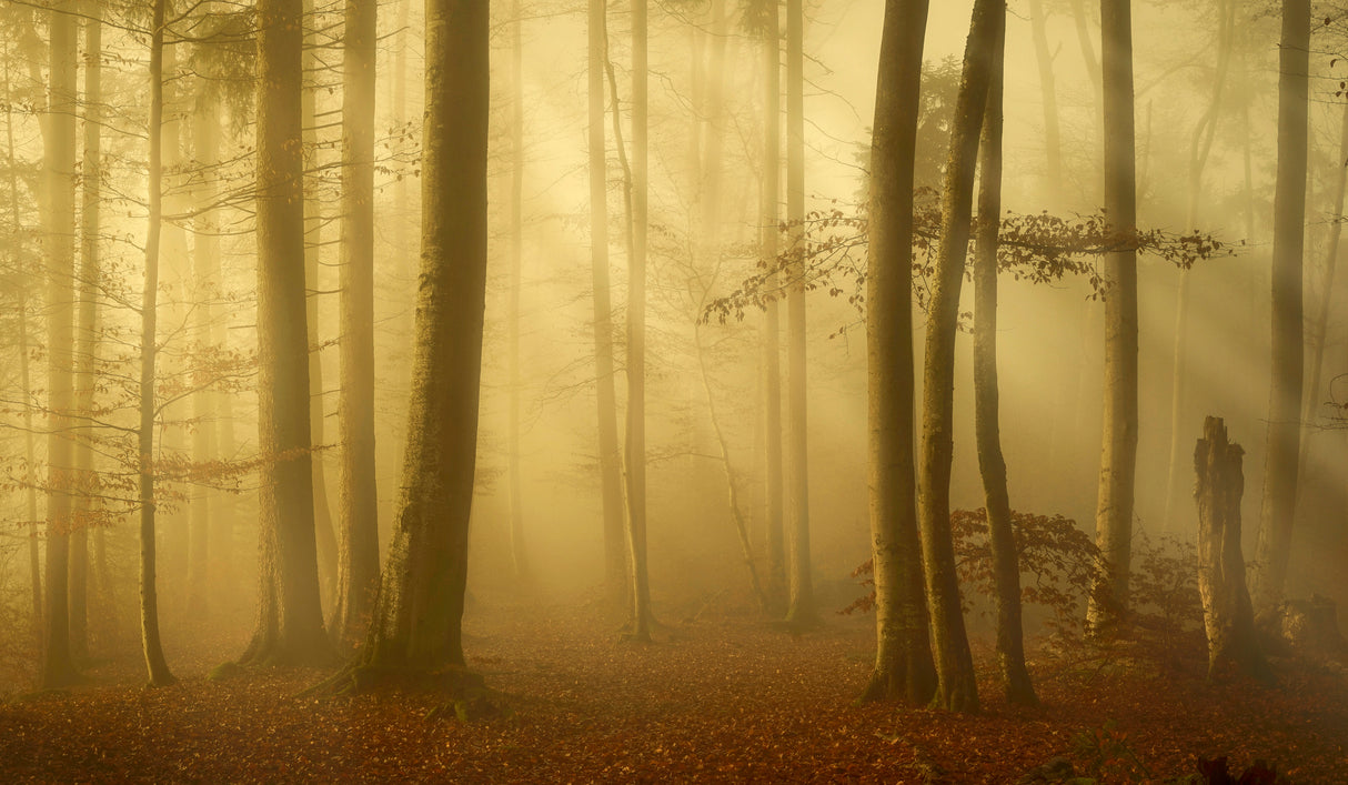Sunlit autumn morning Poster och Canvastavla