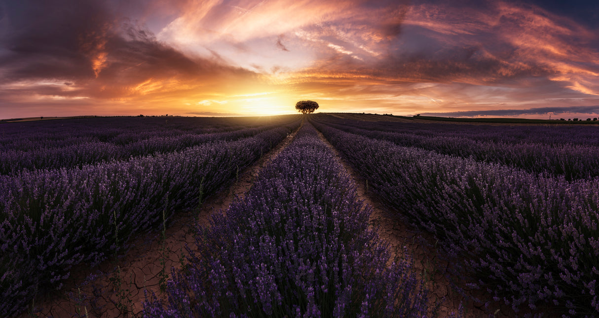 Lavender sunset Poster och Canvastavla