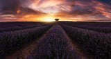 Lavender sunset Poster och Canvastavla