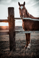 Horse Farm in Skároš, Slovakia Poster och Canvastavla