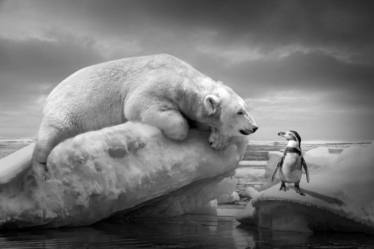 PolarFriends Poster och Canvastavla