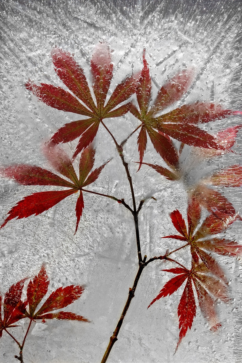 red maple Poster och Canvastavla