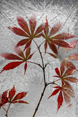 red maple Poster och Canvastavla
