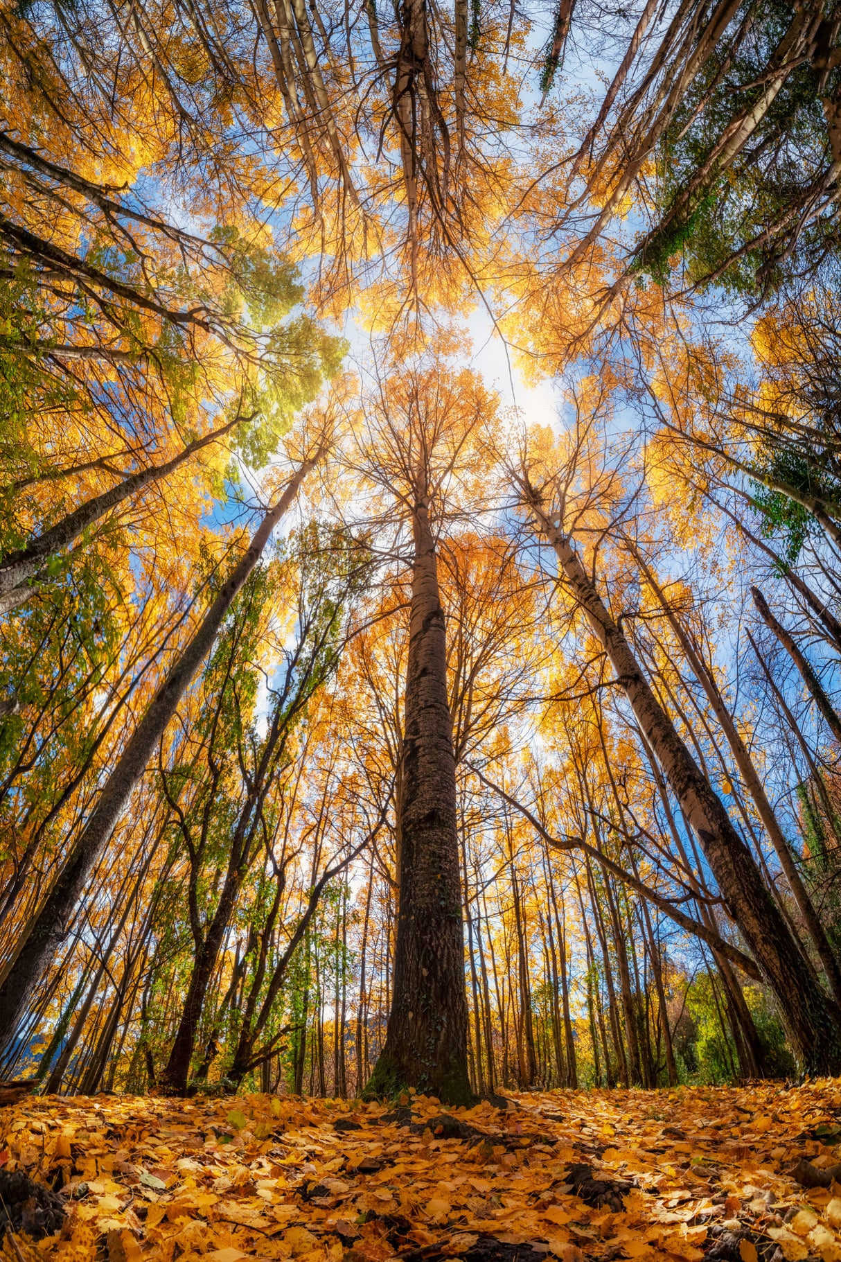 Otoño en Sesué Poster och Canvastavla