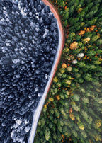 Forest Seasons Change Poster och Canvastavla