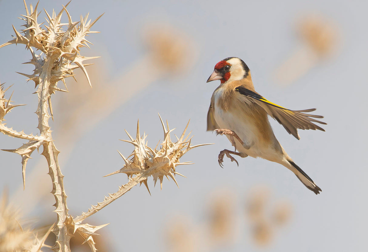 Goldfinch in a jump on thistle Poster och Canvastavla