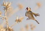 Goldfinch in a jump on thistle Poster och Canvastavla