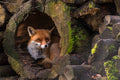 Fox Poster och Canvastavla