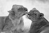 Lions in B&amp;W Poster och Canvastavla