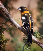Black-headed  Grosbeak Poster och Canvastavla