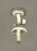 Field Mushroom Poster och Canvastavla
