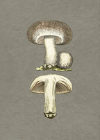 Field Mushroom Poster och Canvastavla