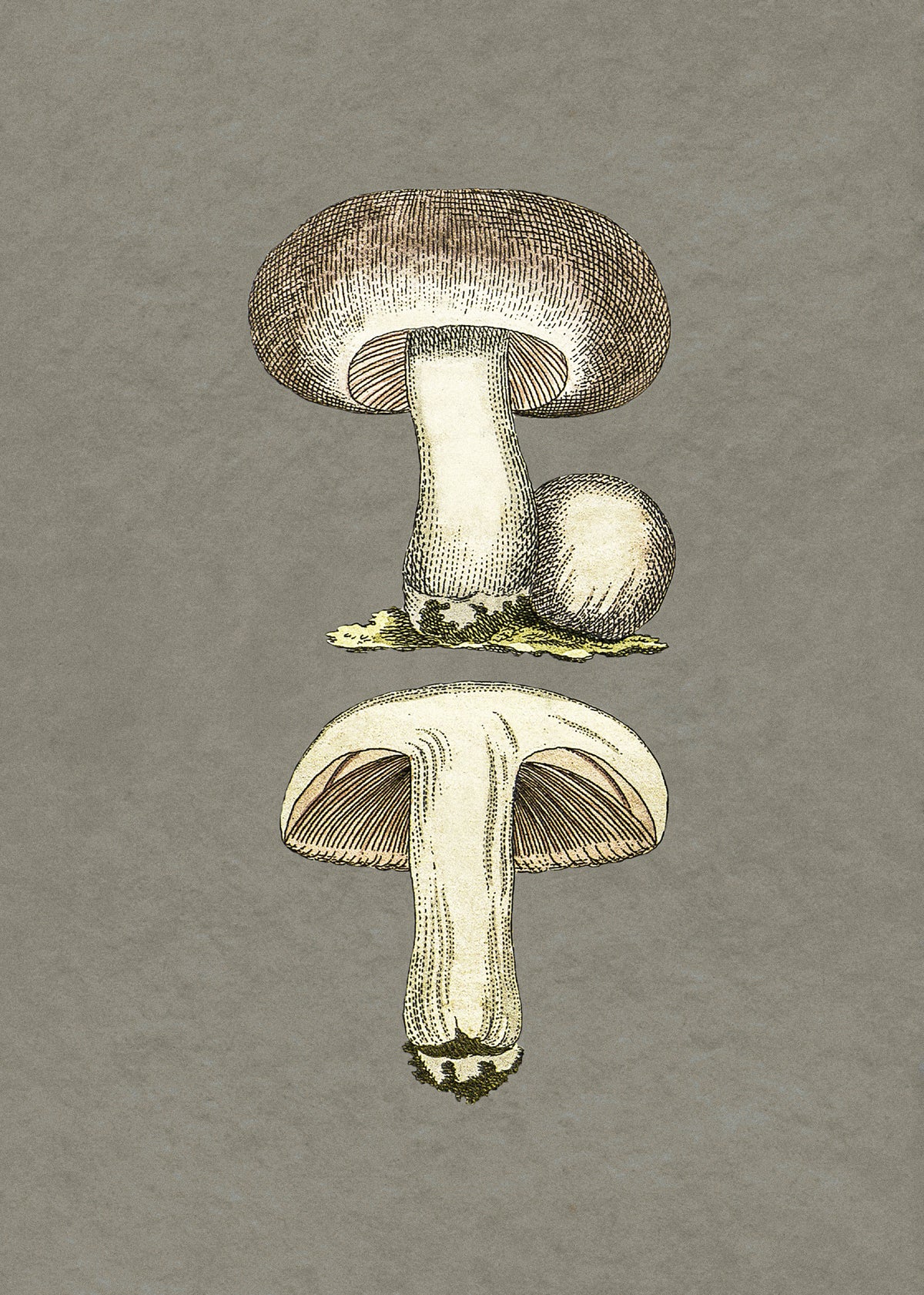 Field Mushroom Poster och Canvastavla
