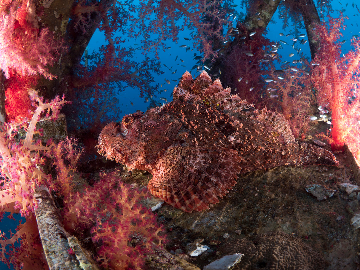 Scorpionfish Poster och Canvastavla