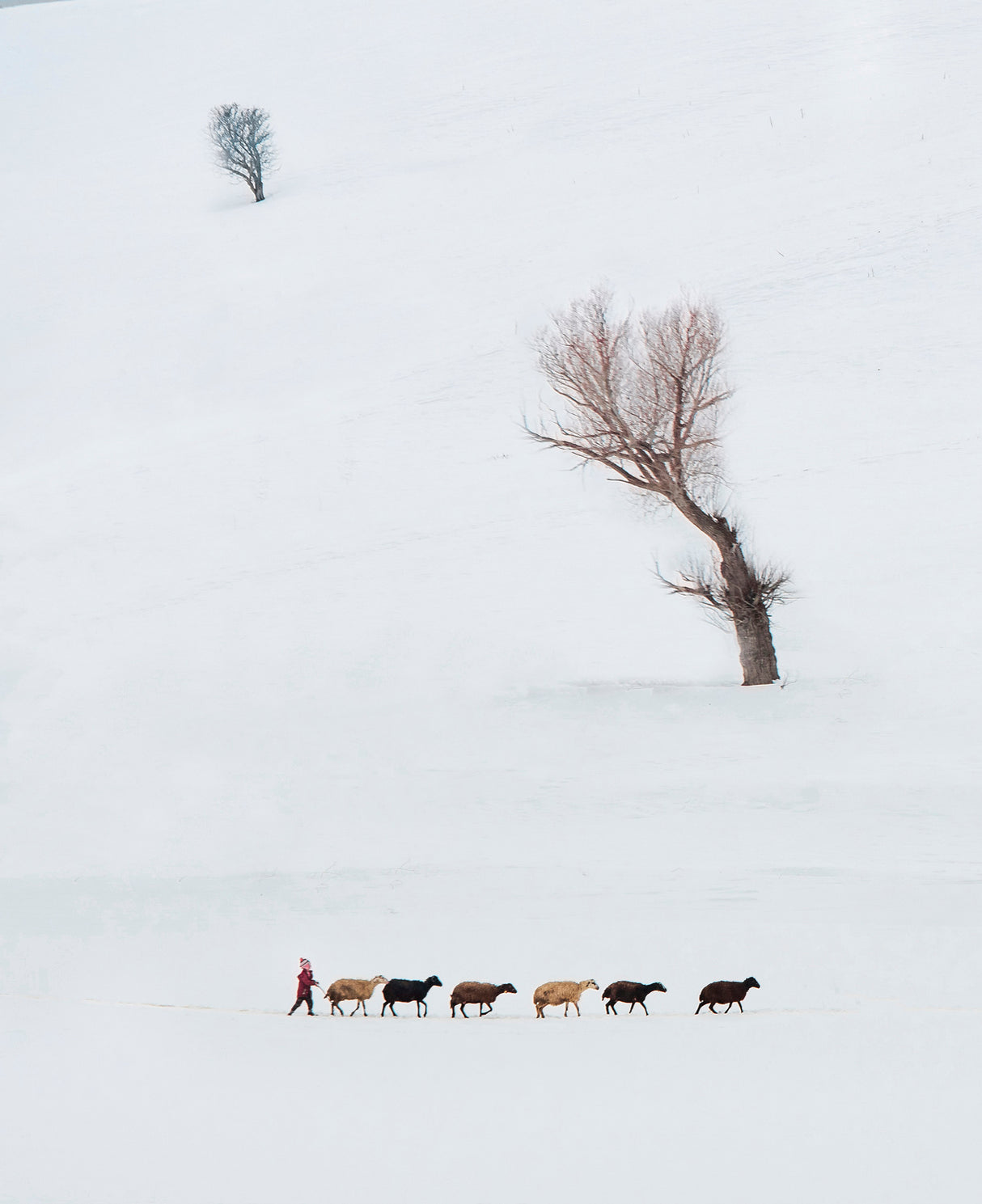 Little shepherd Poster och Canvastavla