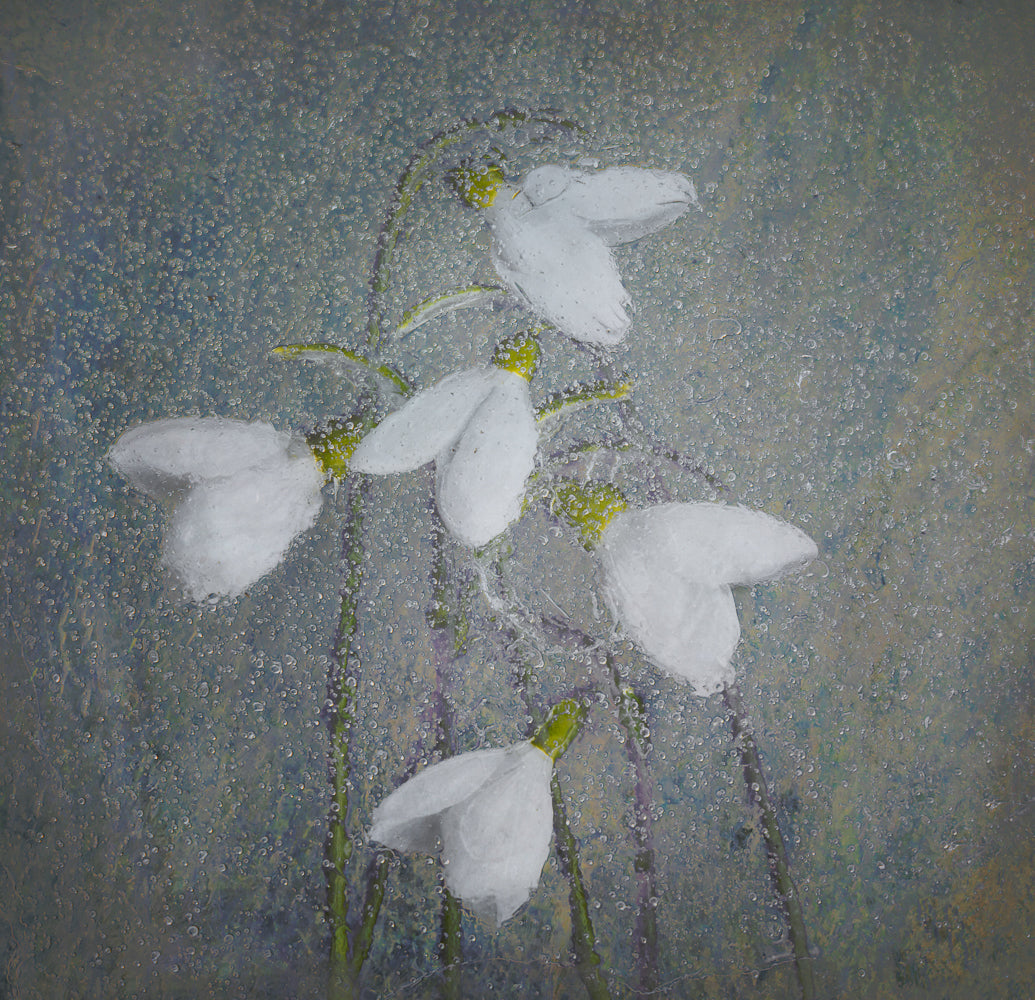 Snowdrops Poster och Canvastavla