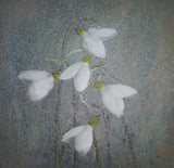 Snowdrops Poster och Canvastavla