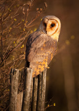 Barn Owl Poster och Canvastavla