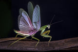Mantis blooming Poster och Canvastavla