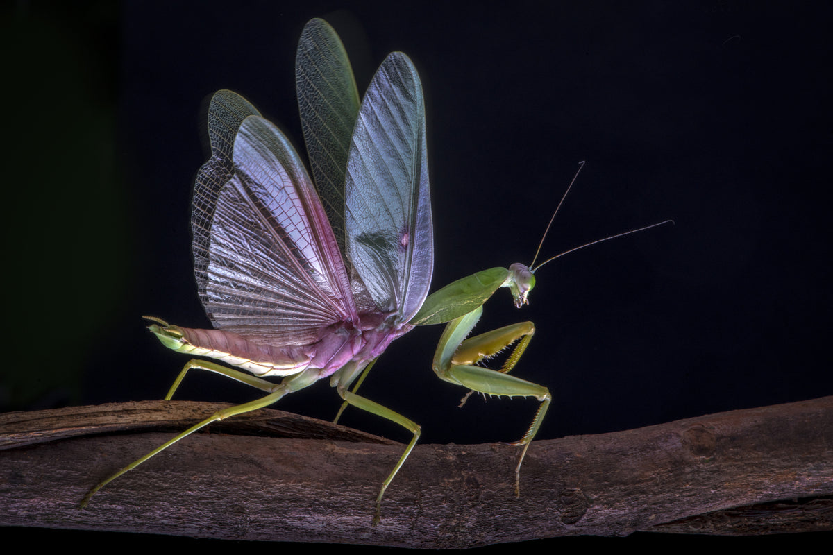 Mantis blooming Poster och Canvastavla