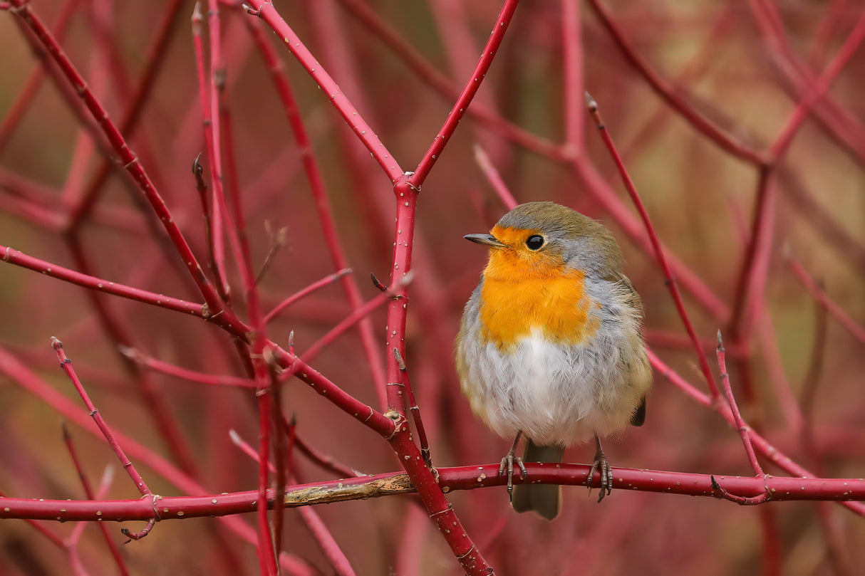 robin in red Poster och Canvastavla